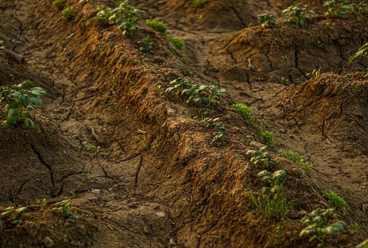 How Weather Changes Affect Plant Growth