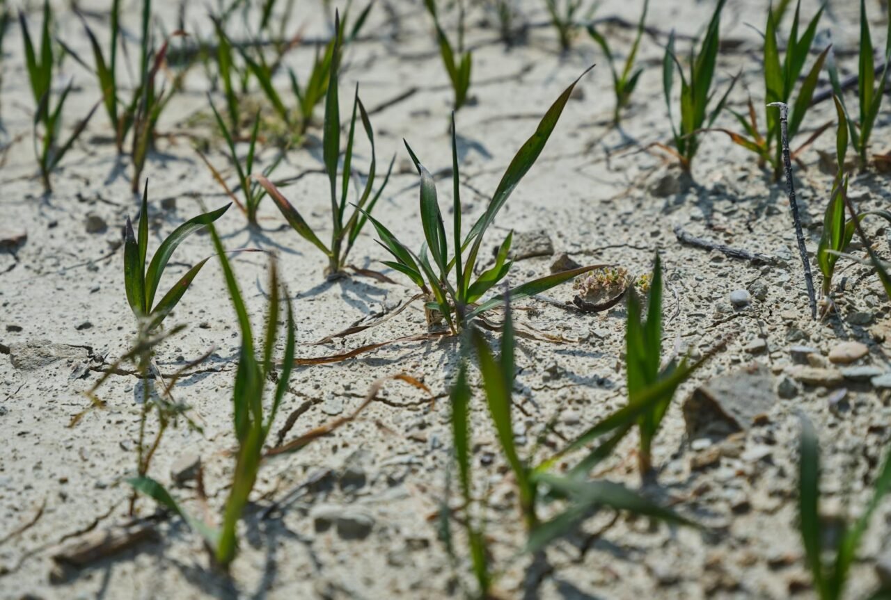 Seasonal Watering Guide: When to Water More or Less