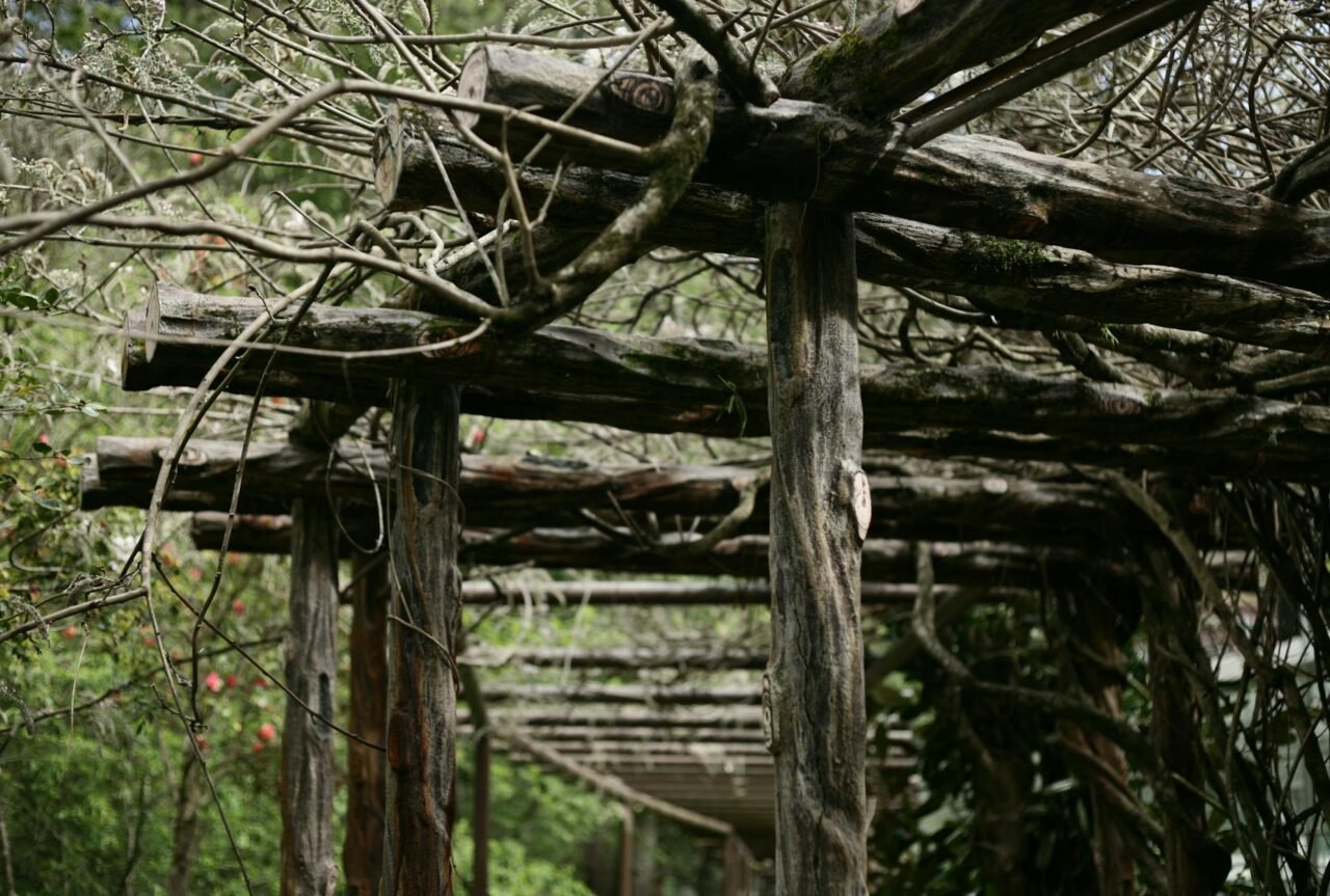 Wooden lattice against a fence covered by flowering vines.