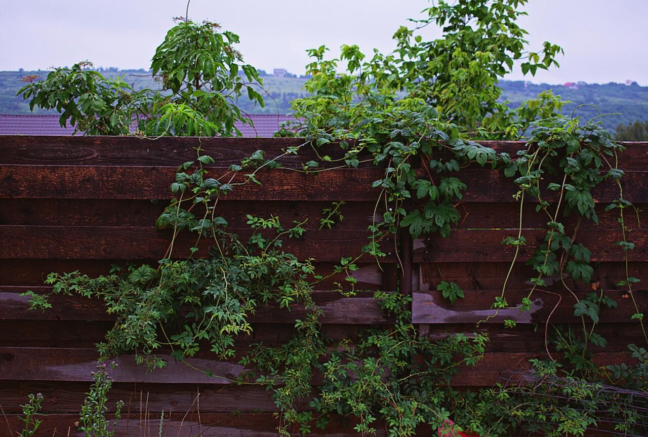 Wooden lattice against a fence covered by flowering vines.