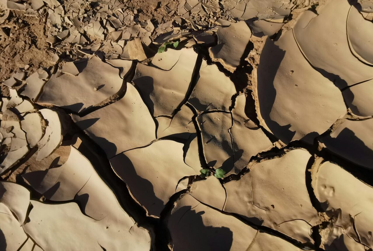 How Weather Changes Affect Plant Growth