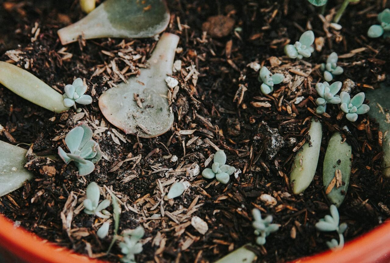 Soil Care Through the Seasons: What to Add and When