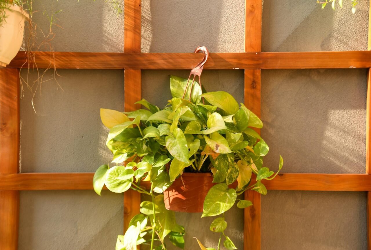 Easy DIY Trellis Ideas for Climbing Plants