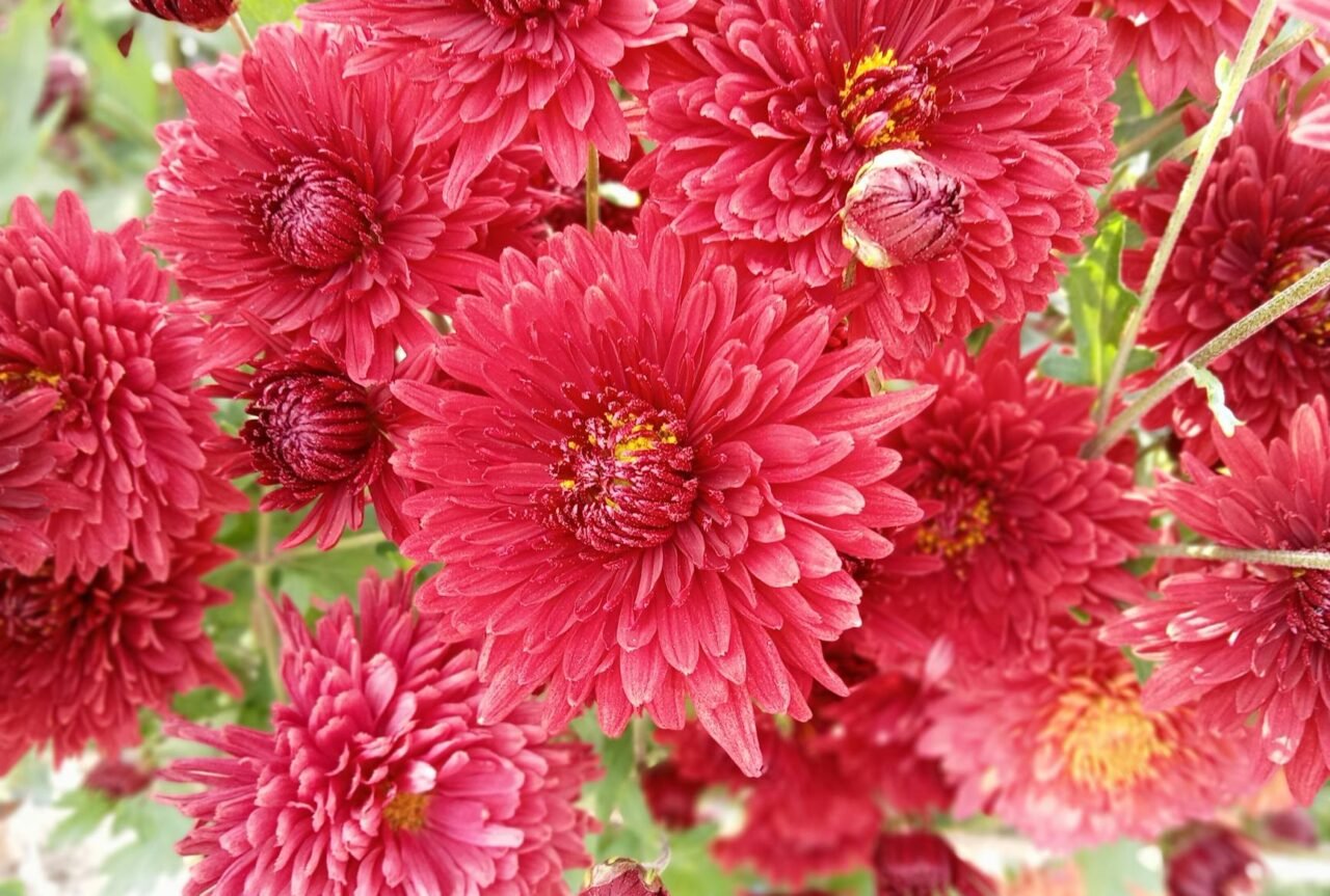 DIY Garden Markers That Last All Season