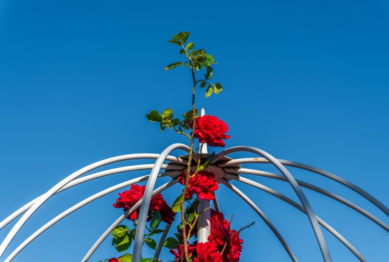 Easy DIY Trellis Ideas for Climbing Plants