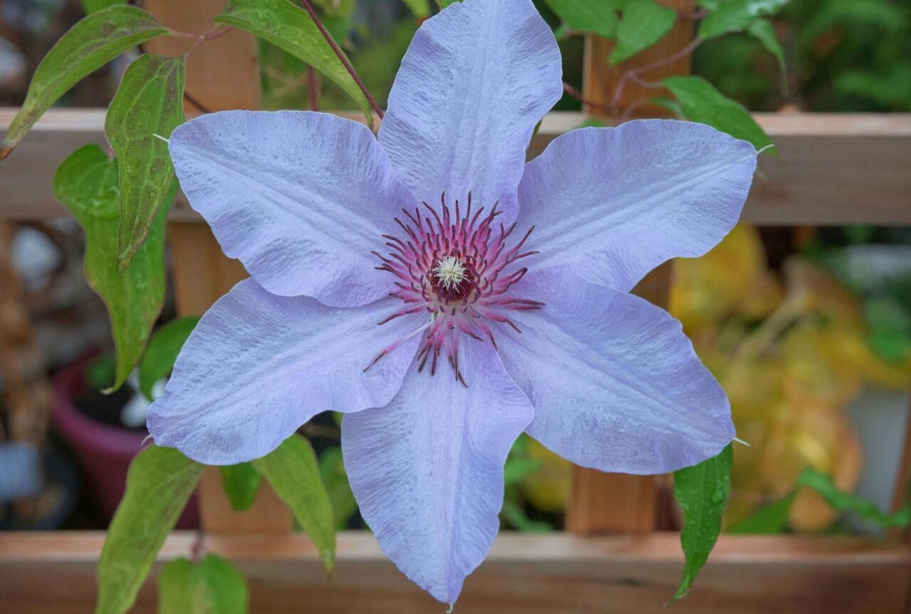 Wooden lattice against a fence covered by flowering vines.