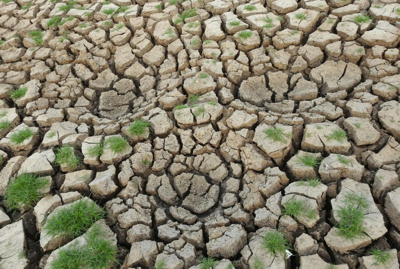 How Weather Changes Affect Plant Growth