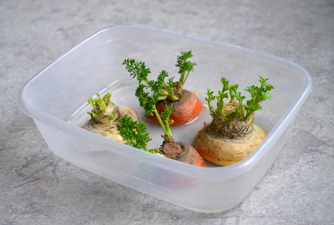 Signs Your Container Plants Are Root Bound (And What to Do)