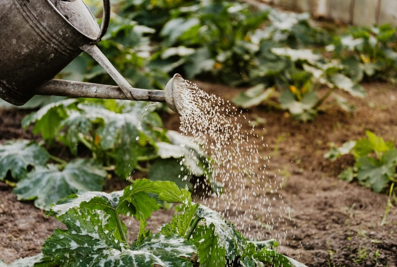 Seasonal Watering Guide: When to Water More or Less