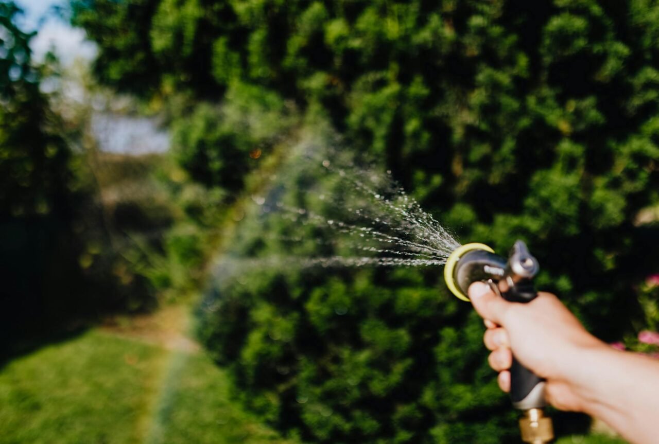 Drip hose delivering water at the base of tomato plants.