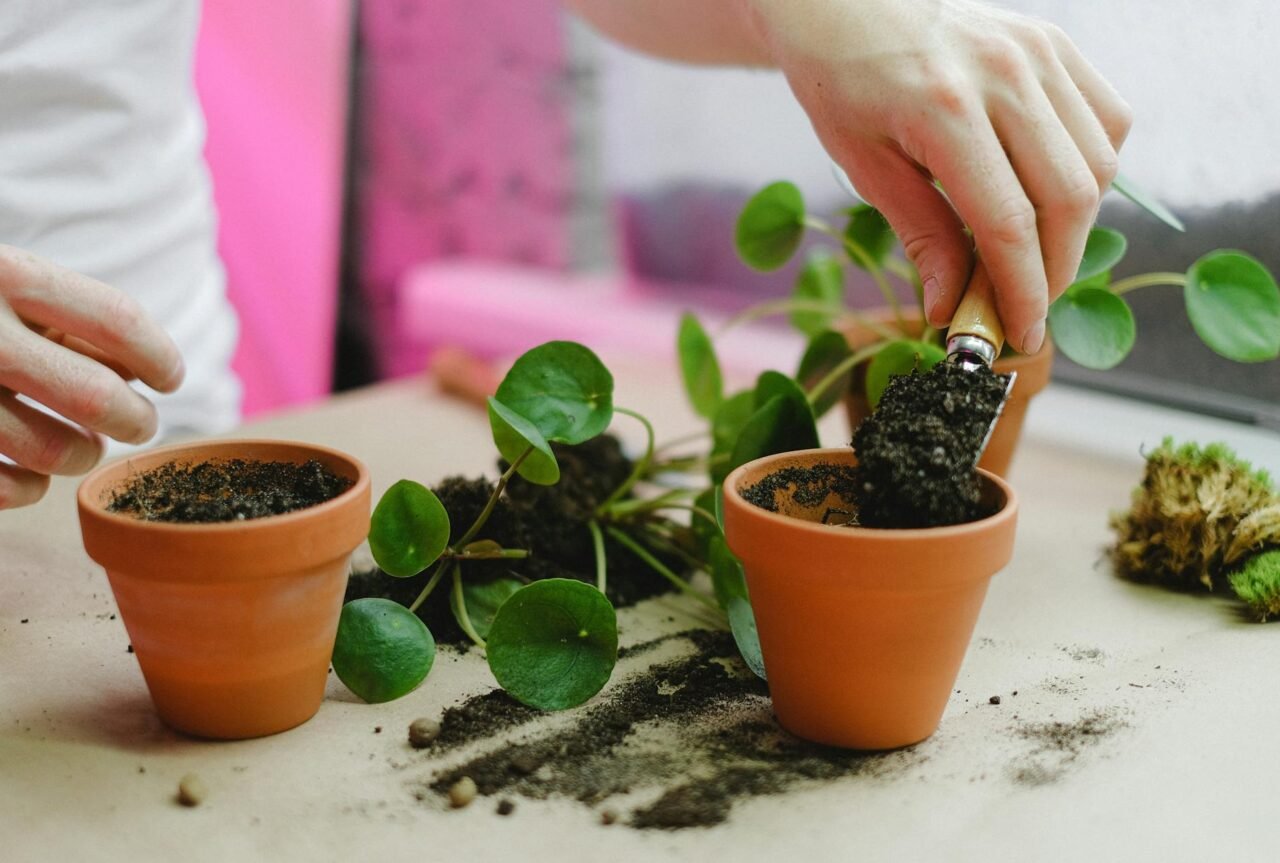 How to Know When It’s Time to Repot Your Plants