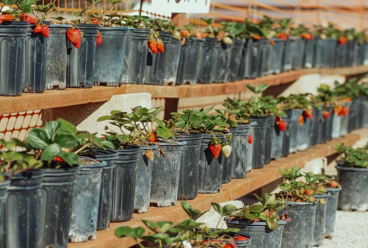 How to Grow Fruit Plants Successfully in Containers