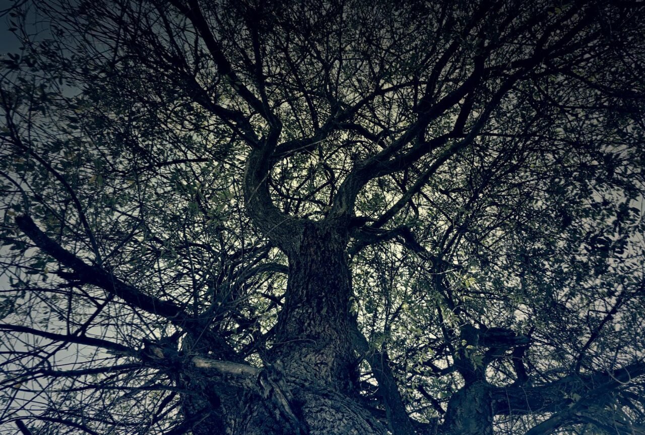 young tree with wide strap allowing slight trunk movement.