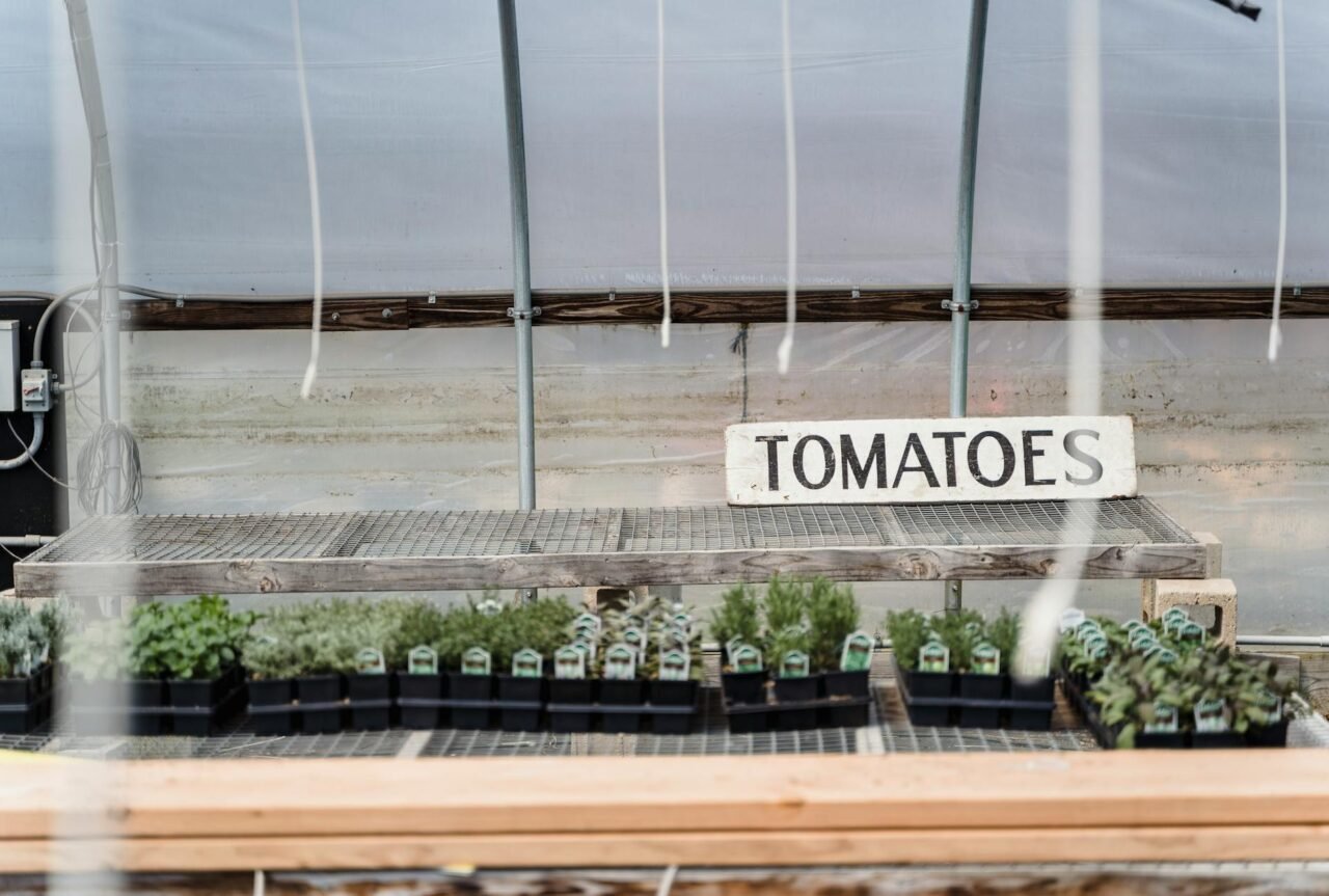 How to Grow Fruit Plants Successfully in Containers