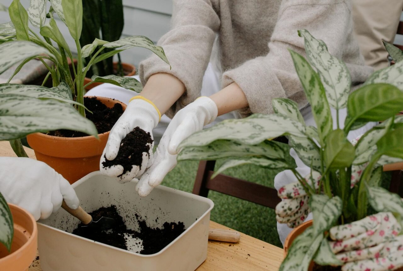 How to Know When It’s Time to Repot Your Plants
